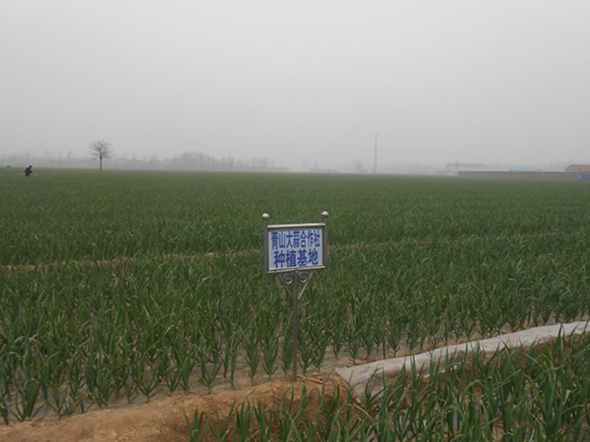 点击查看详细信息<br>标题：大蒜种植基地 阅读次数：1468
