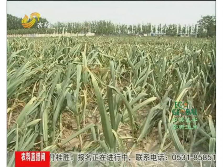 点击查看详细信息<br>标题：冯建坡：闯出来的“蒜你狠” 阅读次数：1478