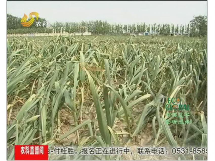 点击查看详细信息<br>标题：冯建坡：闯出来的“蒜你狠” 阅读次数：1462